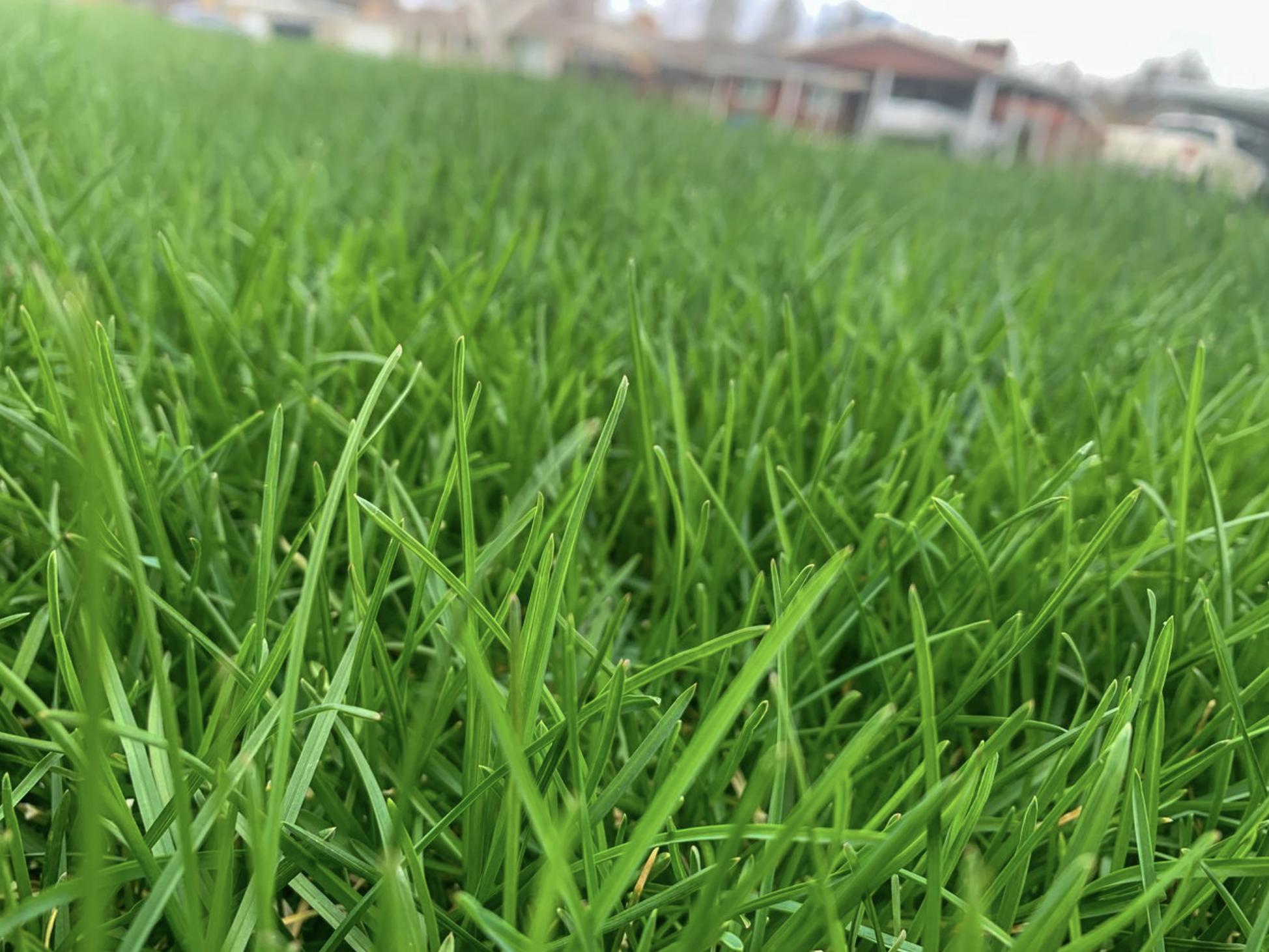 5 secrets to have a lawn your neighbors will envy