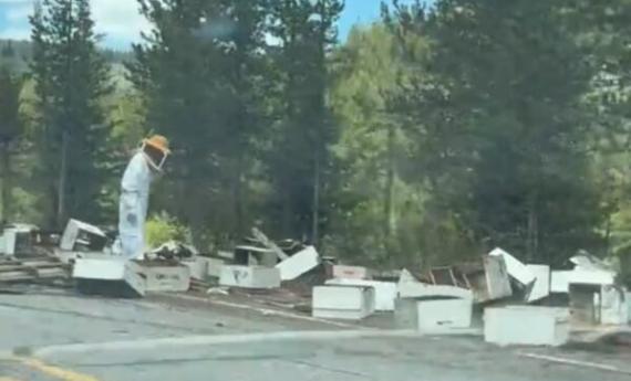 Bee-filled trailer crashes in Yellowstone National Park, spilling dozens of hives