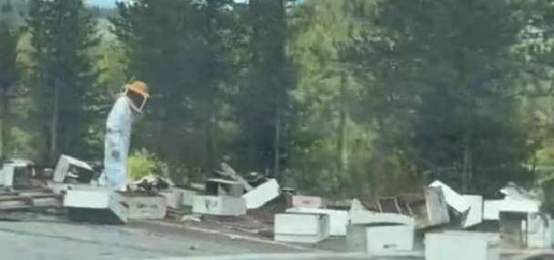Bee-filled trailer crashes in Yellowstone National Park, spilling dozens of hives
