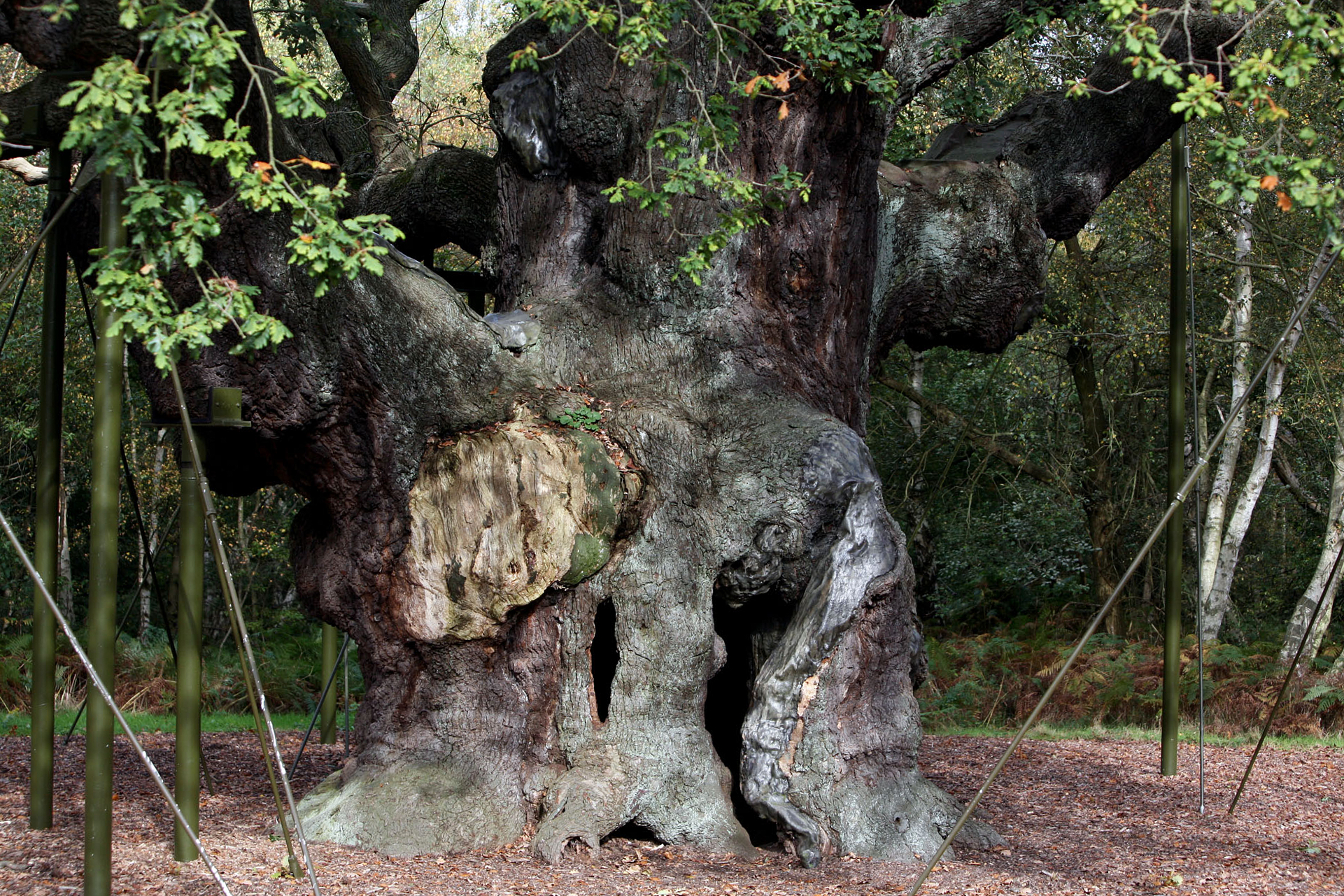 An ancient oak tree said to have sheltered legendary Robin Hood has died