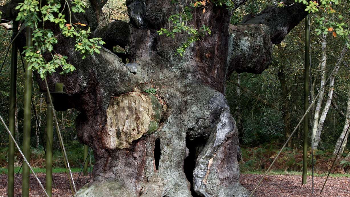 A 1,200-year-old Major Oak tree, which Robin Hood allegedly used as a hideout, stands in Sherwood Forest near Nottinghamshire, England, on Oct. 19, 2007. A massive ancient oak tree linked to the legend of Robin Hood may have been loved to death.