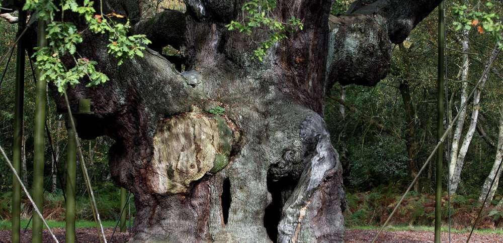 An ancient oak tree said to have sheltered legendary Robin Hood has died
