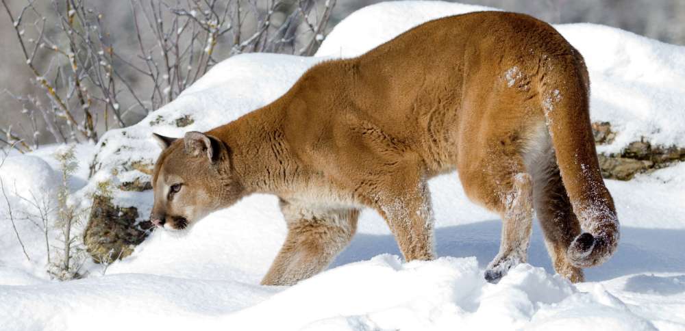 Utah DNR rejects recommendation to ban cougar trapping on public lands