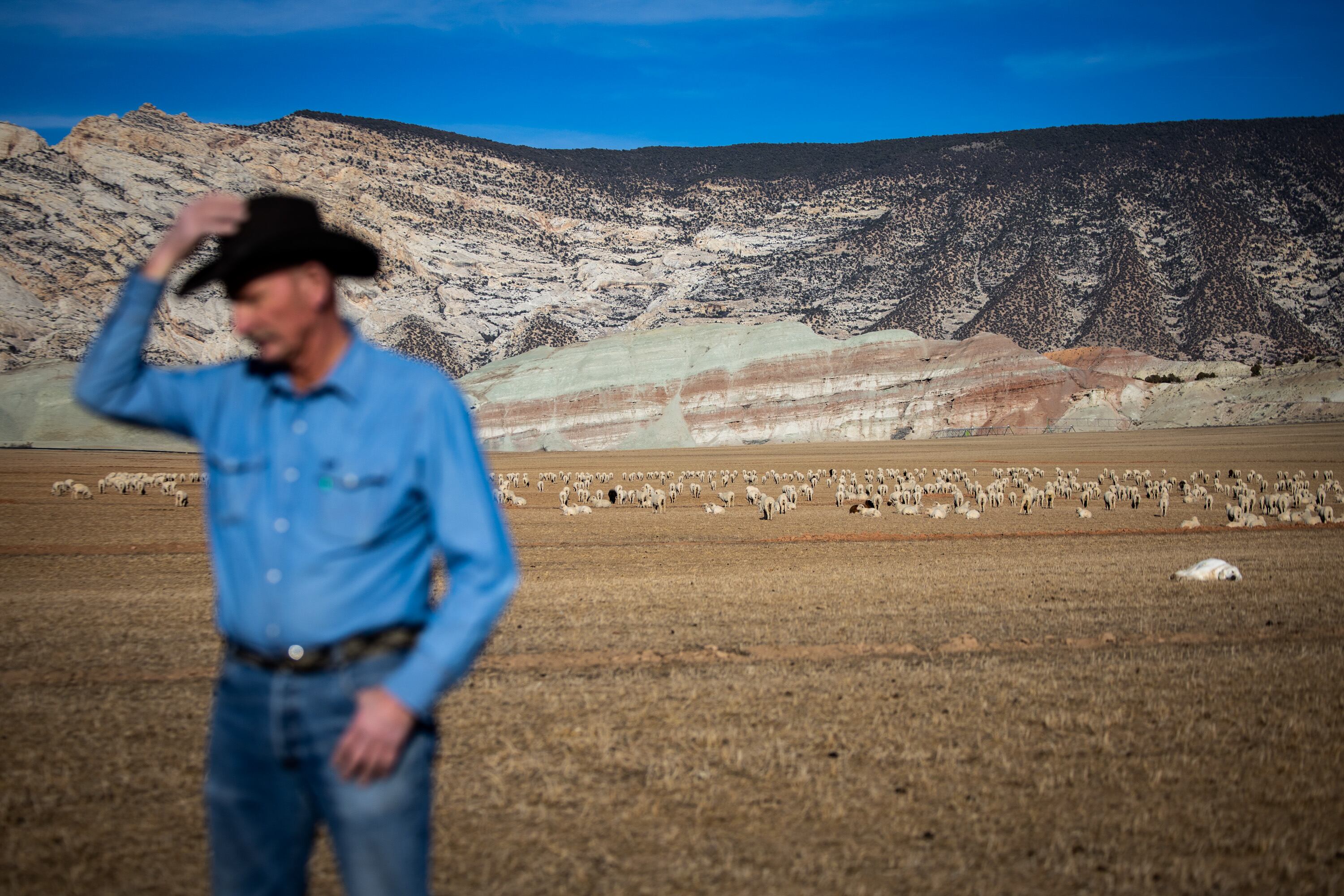 Rep. Scott Chew, R-Jensen, a multigenerational sheep rancher, shows the Deseret News his replacement herd at his ranch in Jensen on Jan. 31. He has had numerous issues with cougars throughout his life as a sheep rancher.