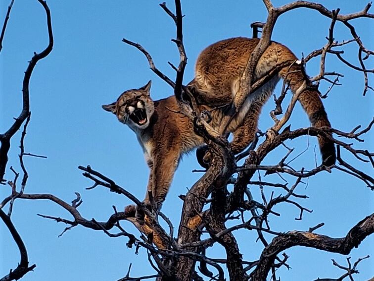The Division of Wildlife Resources rejected a proposal to ban cougar trapping on public lands on Thursday.