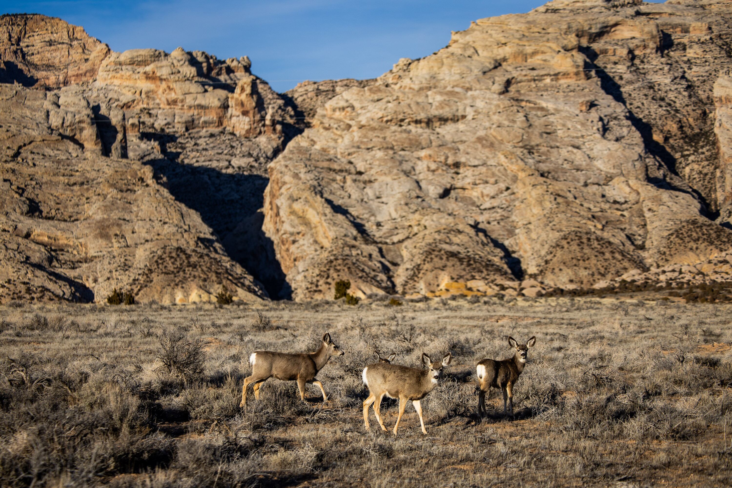 Mule deer, the cougar’s primary food source, roam near the ranch of Rep. Scott Chew, R-Jensen, a multigenerational sheep rancher, in Jensen on Jan. 31. Utahns have strong sentiment towards cougars, as seen in council meetings on cougar trapping recently.