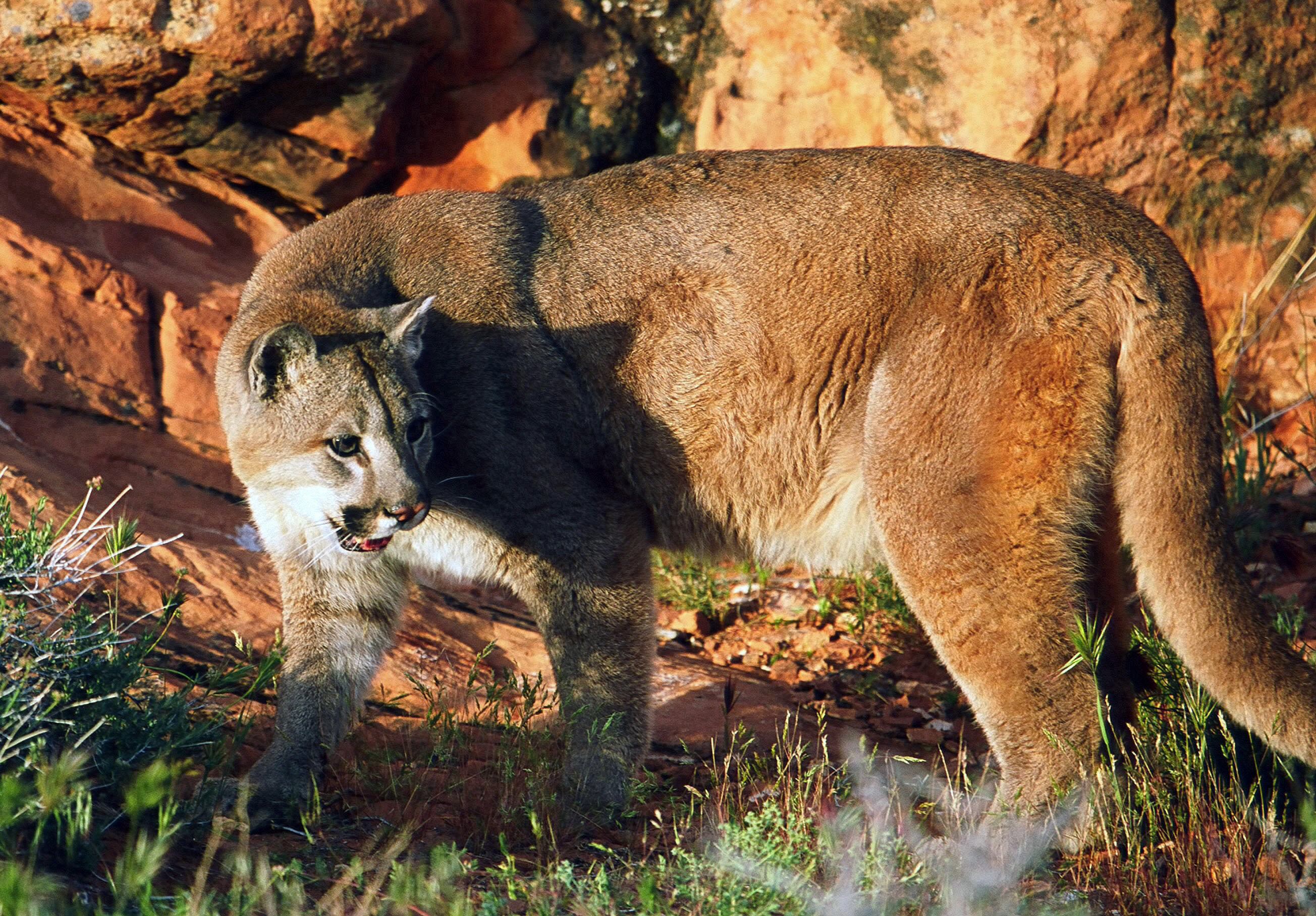Utah Wildlife Board member Justin Oliver said while cougars should not be eradicated, to not allow trapping would be a detriment to hunting used as a management tool.