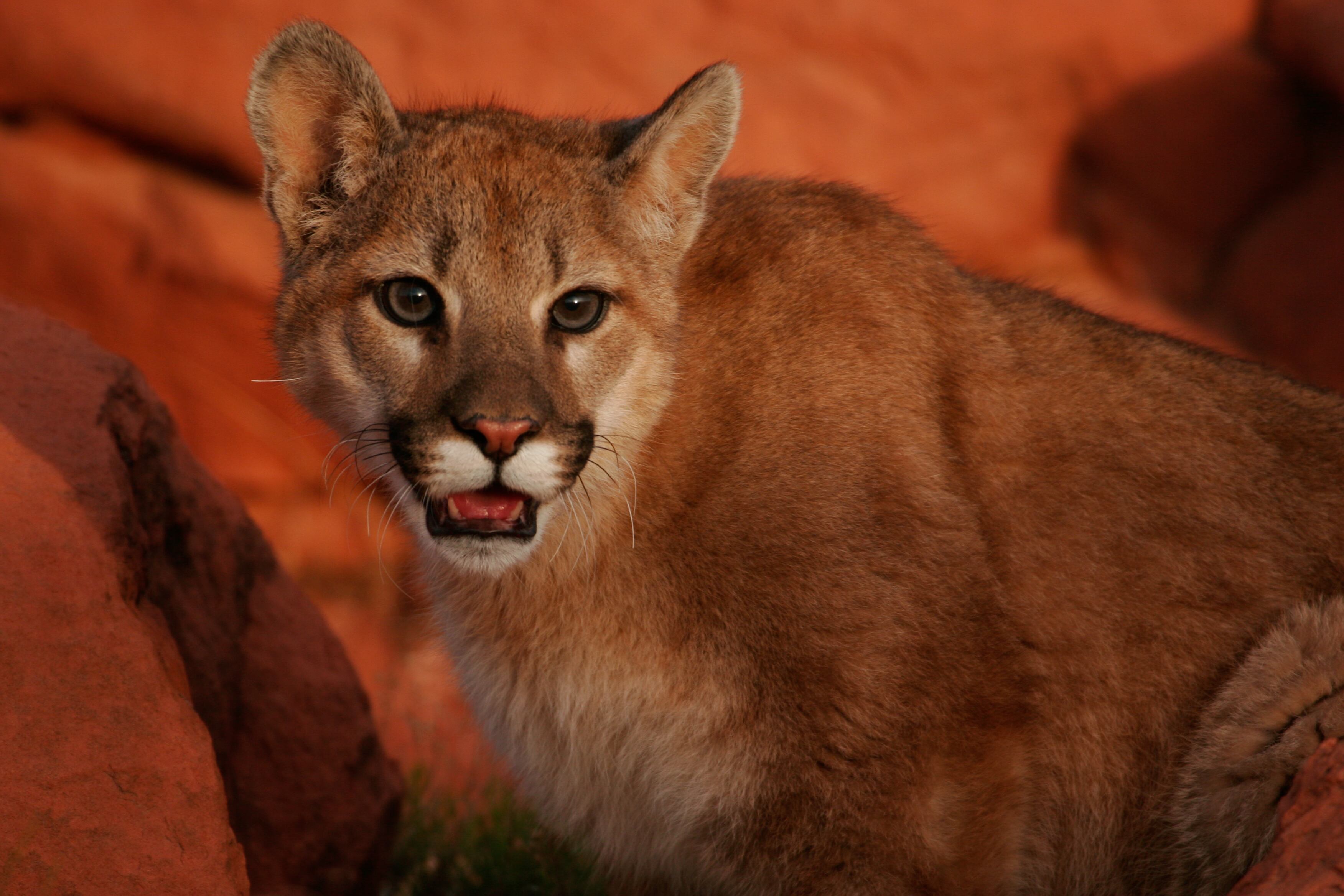 The Division of Wildlife Resources rejected a proposal to ban cougar trapping on public lands on Thursday, despite a series of impassioned pleas from both parties.