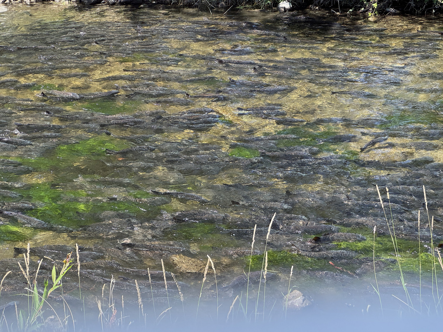 Carp congregate in the Provo River near 800 North 800 West on Thursday.