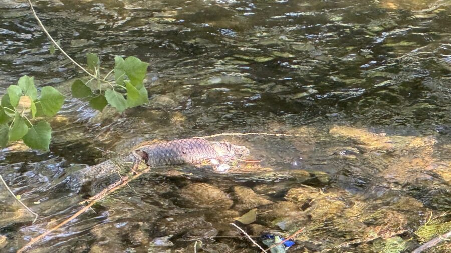 Dead fish sightings highlight bigger issue for Provo River