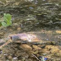 Dead fish sightings highlight bigger issue for Provo River
