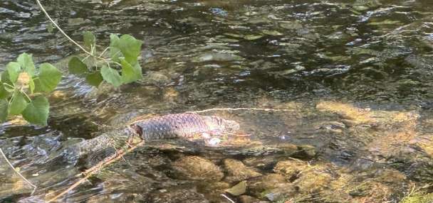 Dead fish sightings highlight bigger issue for Provo River