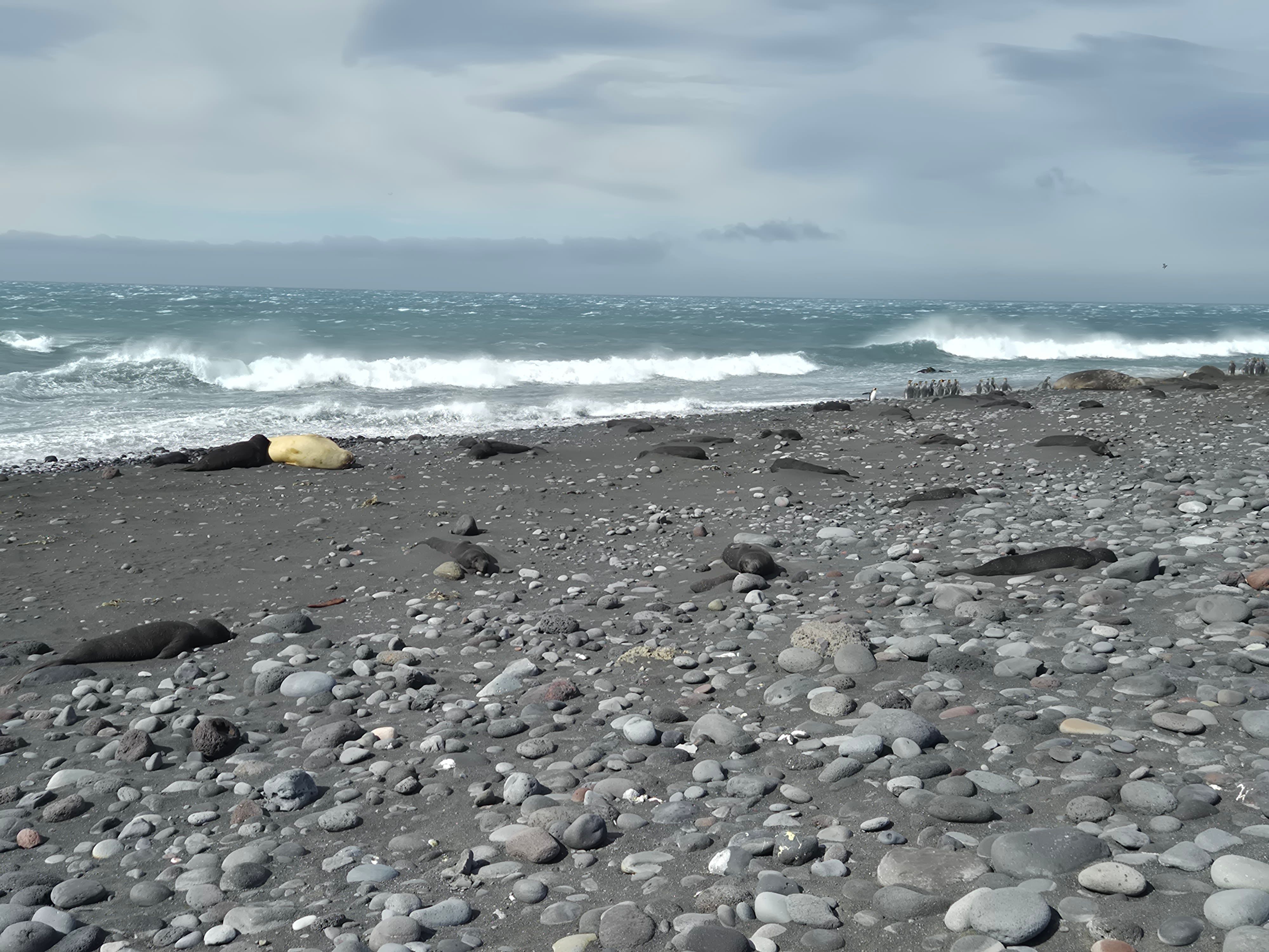 Wildlife experts assessed a H5 bird flu mass mortality event among southern elephant seals at Capsize Beach, Paddick area of Heard Island, Australia in Oct. 2025.
