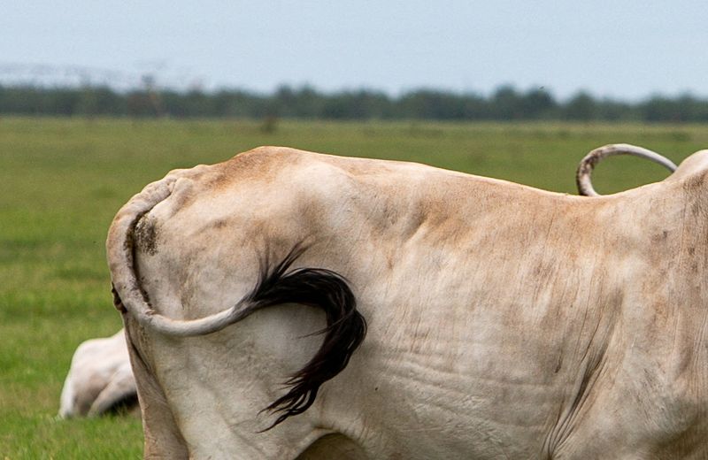 UN agencies launch $1 million project to contain screwworm outbreak