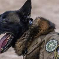 Washington County K-9 dies after battle with 'sudden, unexpected medical emergency'
