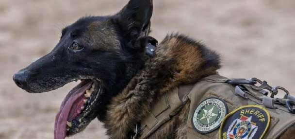 Washington County K-9 dies after battle with 'sudden, unexpected medical emergency'