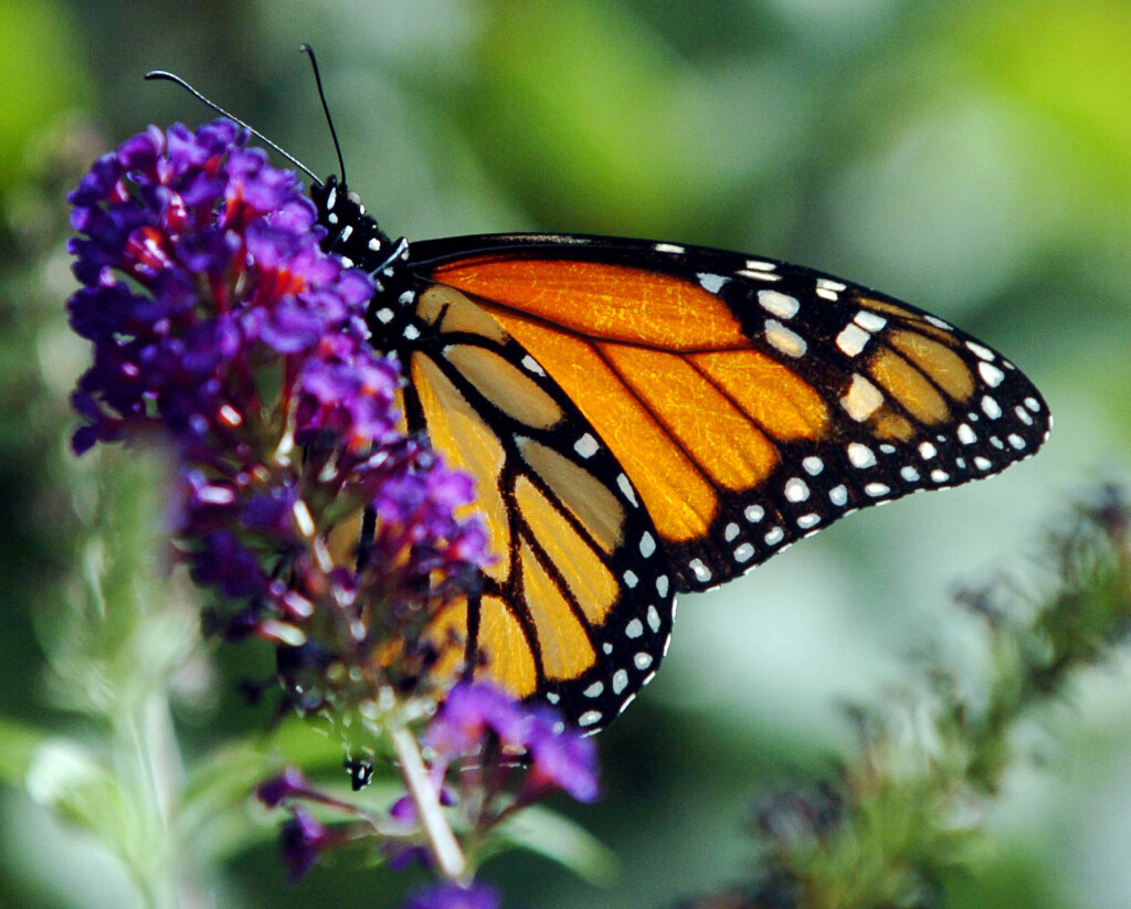 A monarch butterfly rests on a bush in Centerville, Aug. 17, 2004.