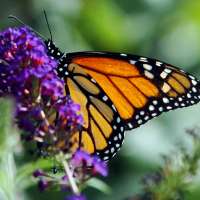 An unusual strategy helps some tropical butterflies live 25 times longer than their relatives
