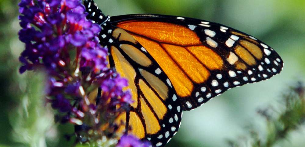 An unusual strategy helps some tropical butterflies live 25 times longer than their relatives