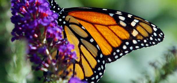 An unusual strategy helps some tropical butterflies live 25 times longer than their relatives