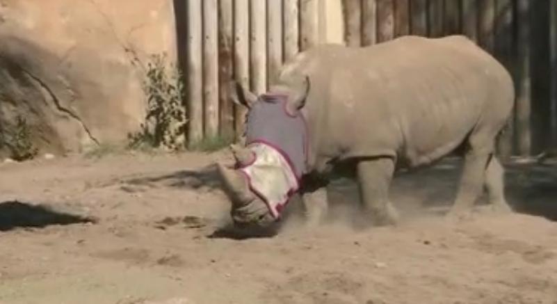 Allergy-Suffering Rhino At Hogle Zoo Finds Relief With New Mask | KSL.com