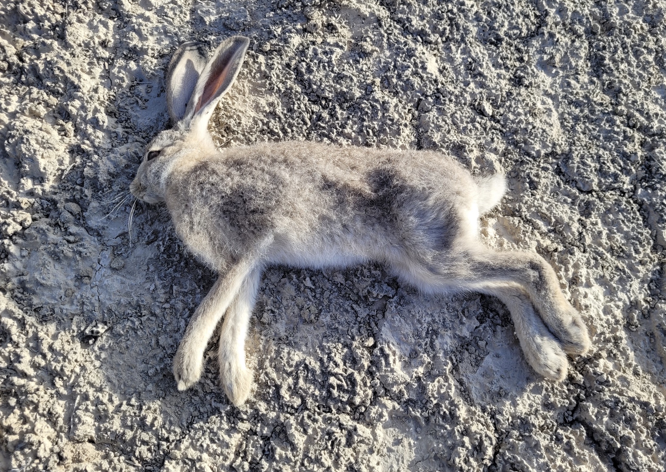 A highly infectious disease has been found in Utah's wild rabbit population again