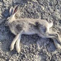 A highly infectious disease has been found in Utah's wild rabbit population again