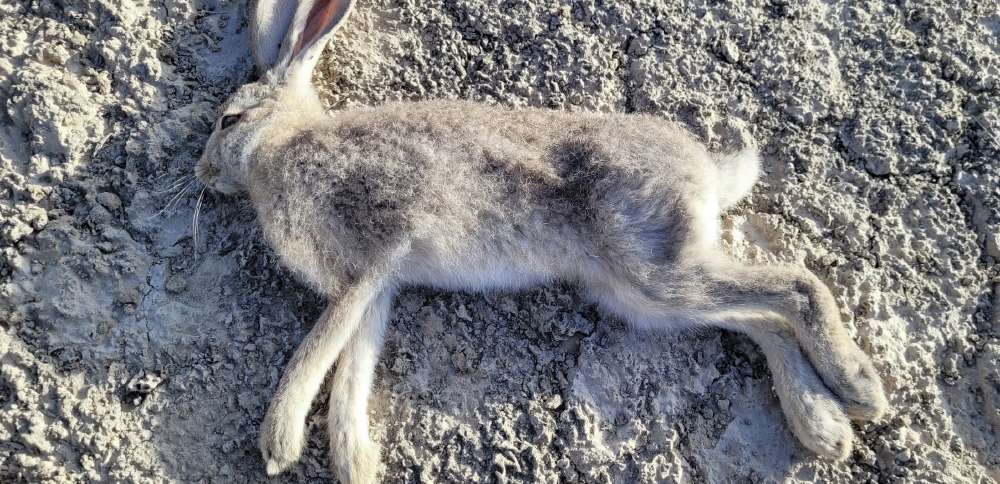 A highly infectious disease has been found in Utah's wild rabbit population again