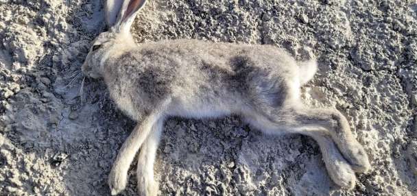 A highly infectious disease has been found in Utah's wild rabbit population again
