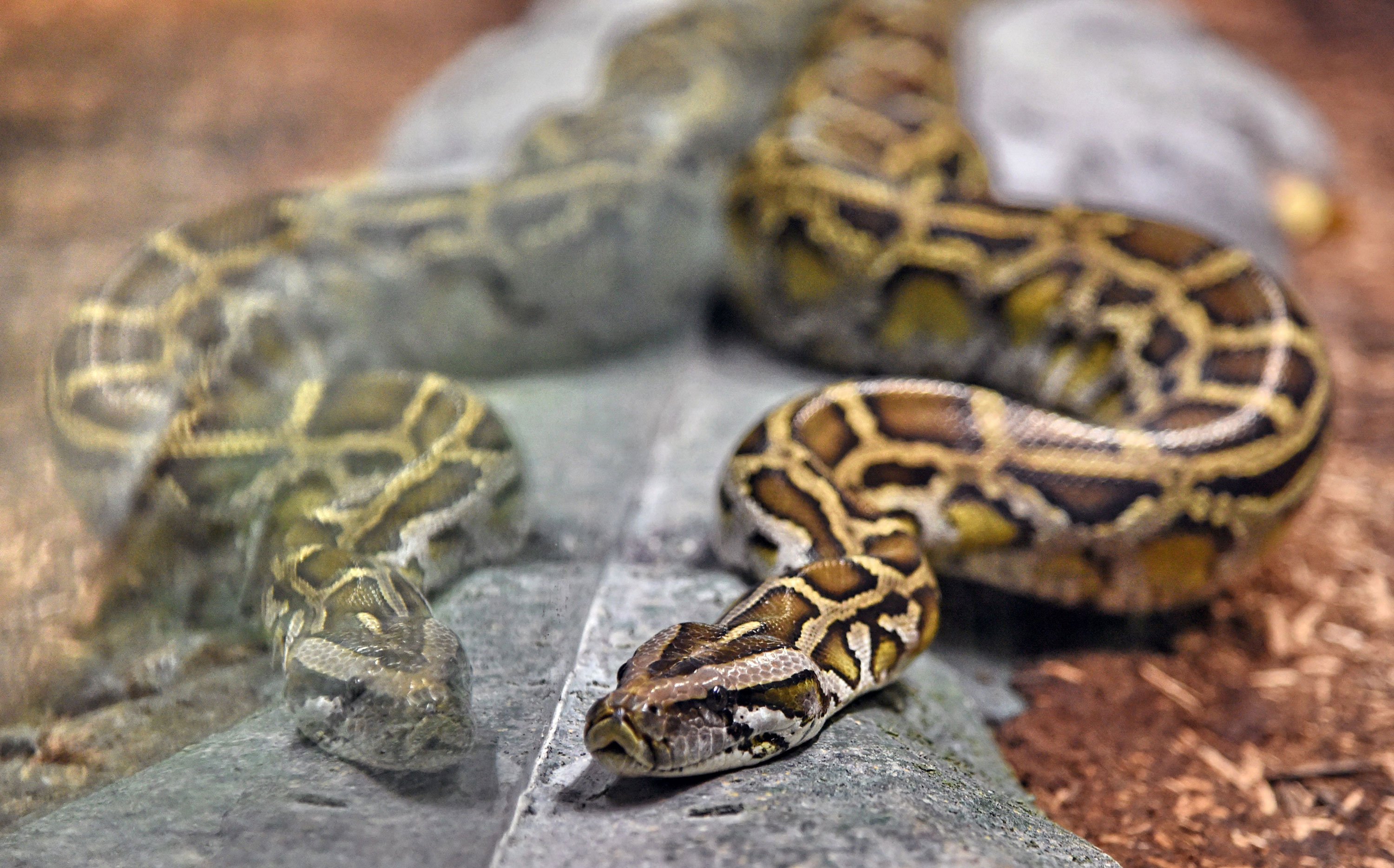 Woman Found Dead With A Python Wrapped Around Her Neck In A Home With 140 Snakes