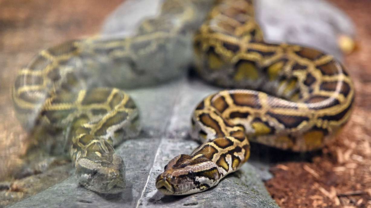 Woman Found Dead With A Python Wrapped Around Her Neck In A Home With 140 Snakes