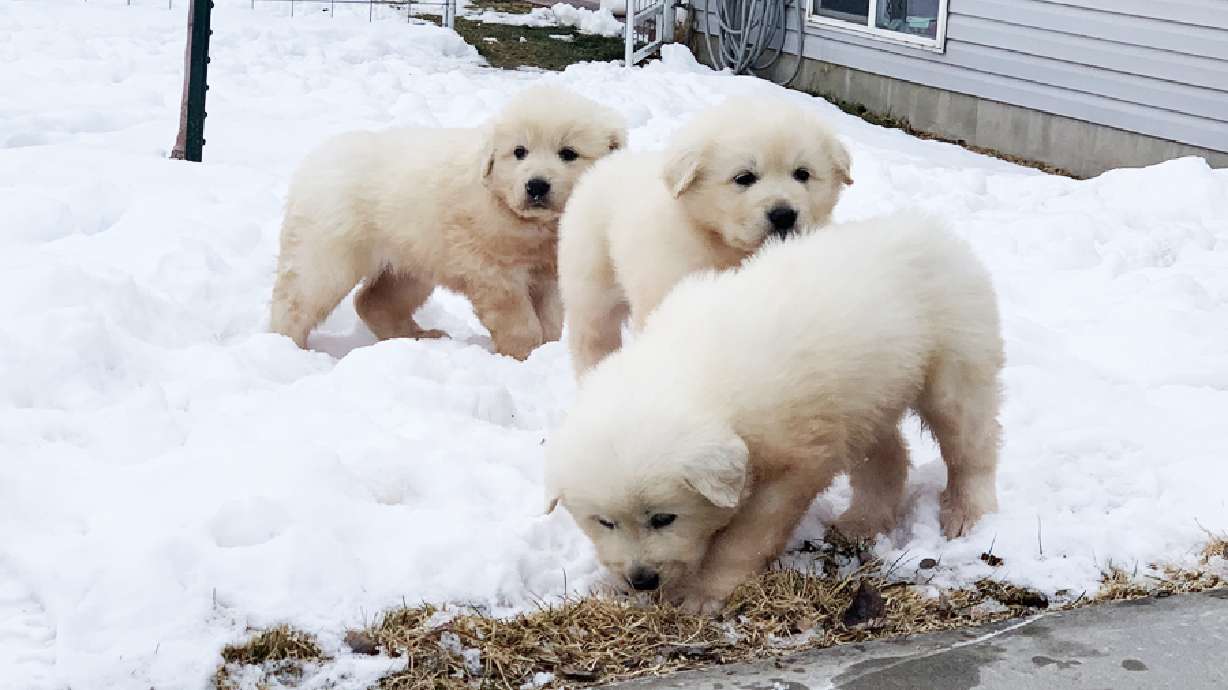 Three Great Pyrenees Puppies Rescued In Weber County