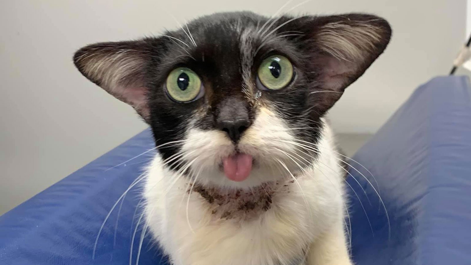 This Cat, Which Looks Like Baby Yoda, Is Looking For A Home, She Is