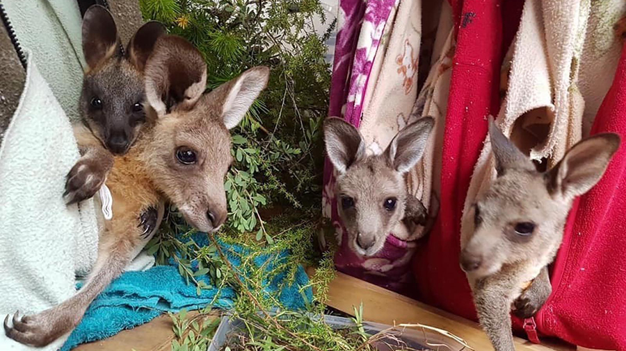 Volunteers Sew Pouches For Australia's Orphaned Or Injured Kangaroos, Koalas & Bats