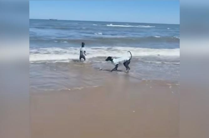 A dog reacts with shock after running into the cold ocean in North Yorkshire, United Kingdom, on May 1.