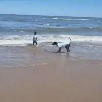 Have You Seen This? Dog didn't realize how cold the ocean is