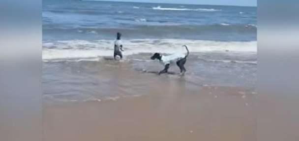 Have You Seen This? Dog didn't realize how cold the ocean is