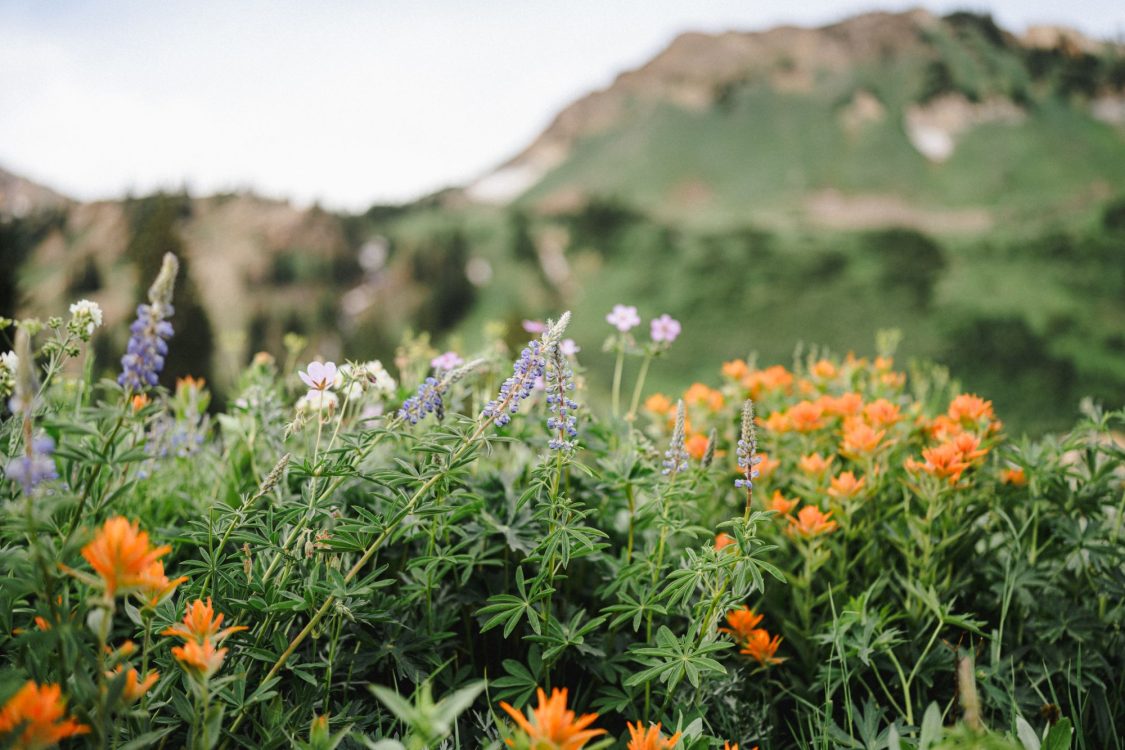 Downtown Blooms