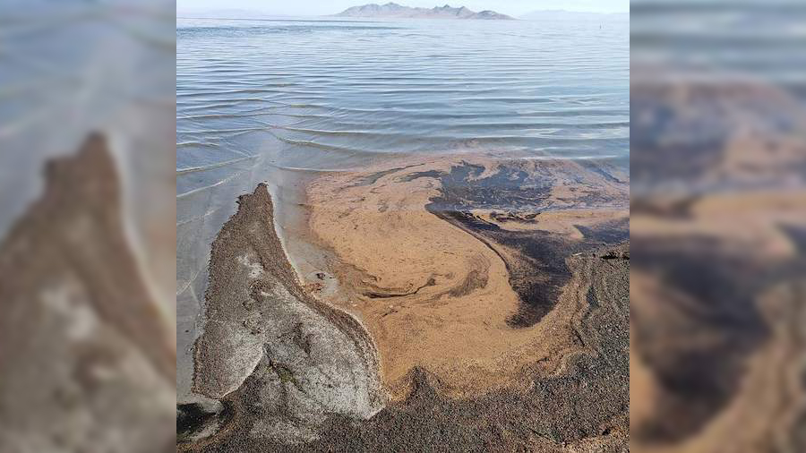 Masses Of Shrimp Eggs Leave Visible Slick On Great Salt Lake