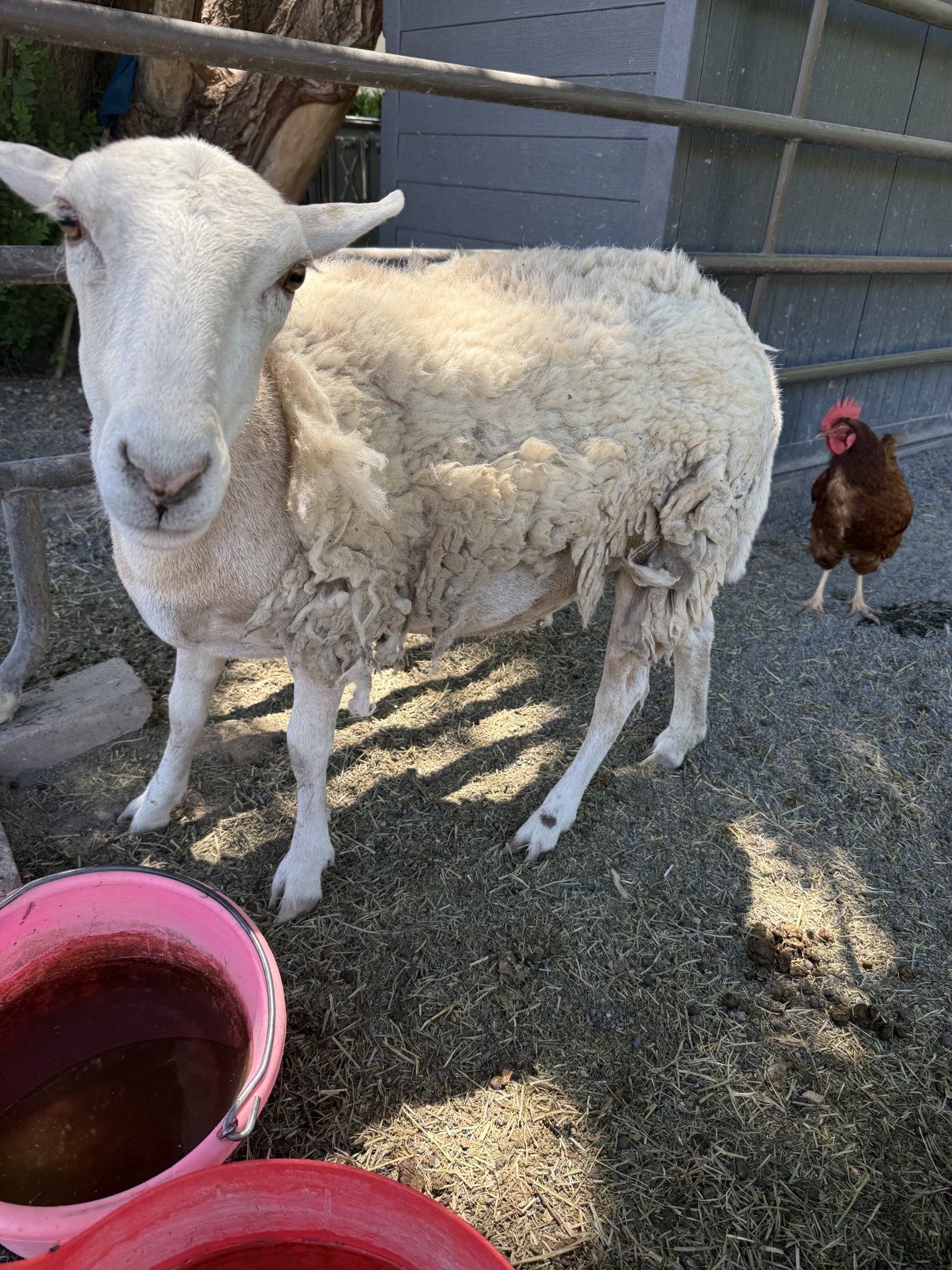 A lamb, which has since been named River, was found roaming on the Sand Hollow Golf Course in March. After several weeks, the lamb was brought to the local animal shelter, which was unable to locate an owner and a southern Utah family was able to adopt it.