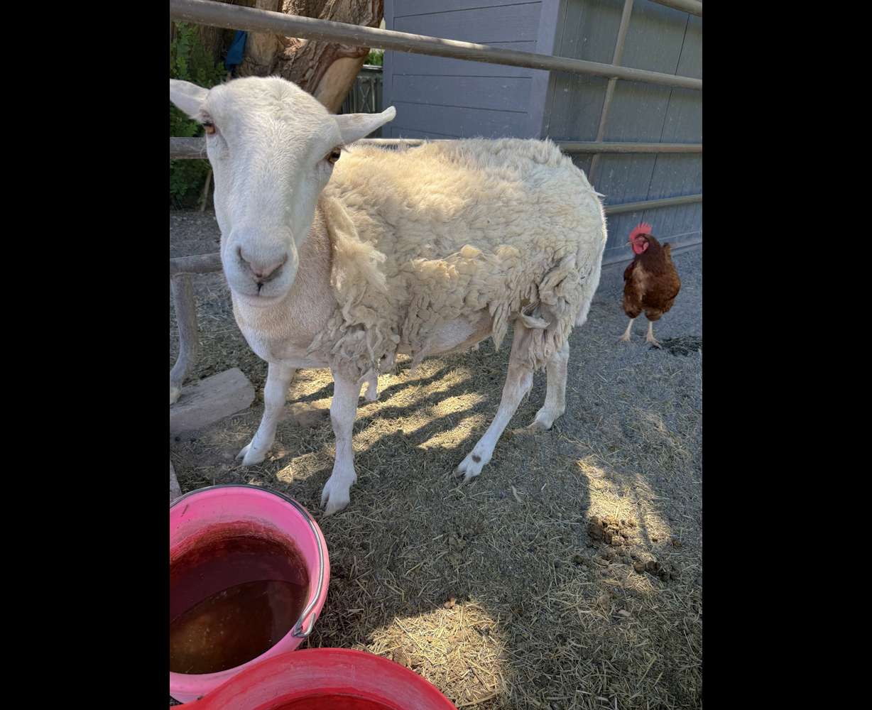 A lamb, which has since been named River, was found roaming on the Sand Hollow Golf Course in March. After several weeks, the lamb was brought to the local animal shelter, which was unable to locate an owner and a southern Utah family was able to adopt it.
