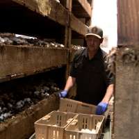 Longtime Fillmore mushroom farm closes after more than 50 years