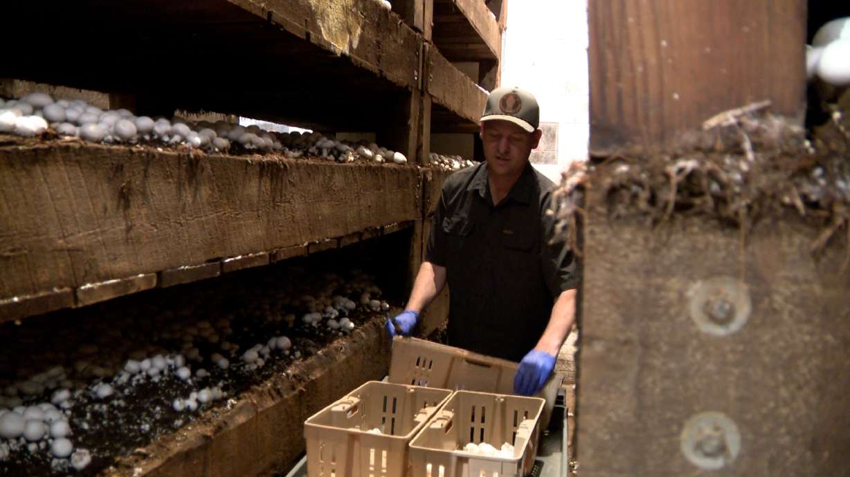 Longtime Fillmore mushroom farm closes after more than 50 years