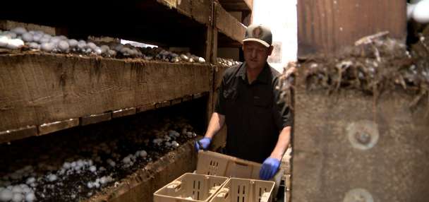 Longtime Fillmore mushroom farm closes after more than 50 years