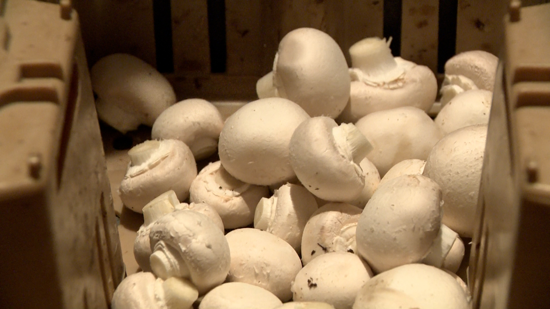 After more than 50 years in business, Mountain View Mushrooms is closing its operations.
The family-owned farm cited low yields, aging equipment, and ongoing challenges finding employees as the reasons for closing.