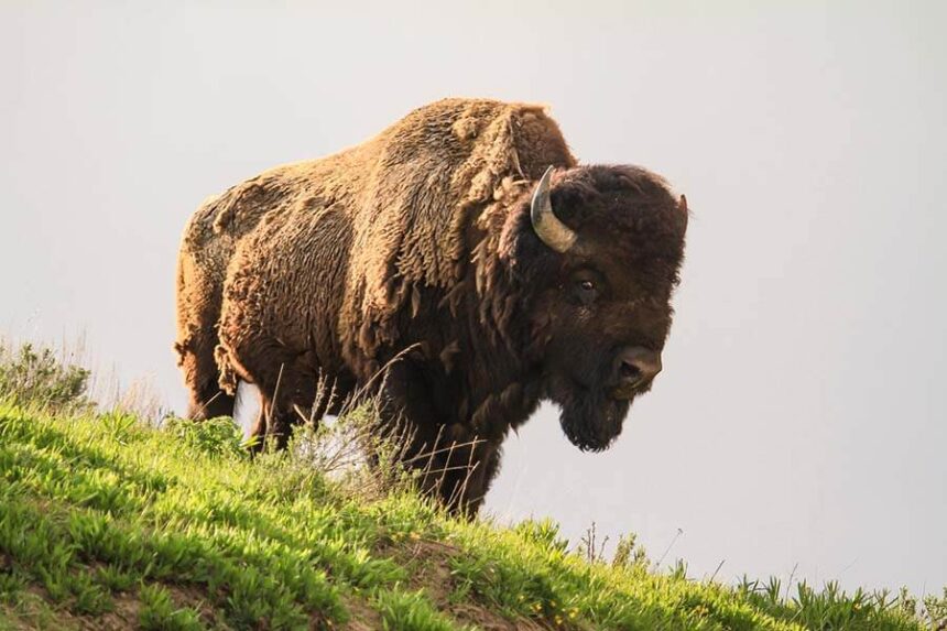 Bison injures 12-year-old at Yellowstone National Park