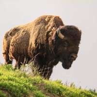 Bison injures 12-year-old at Yellowstone National Park