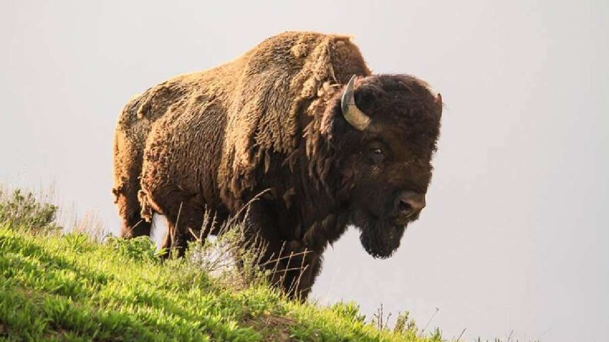 A 12-year-old was injured at Yellowstone National Park on Friday after an encounter with a bison.