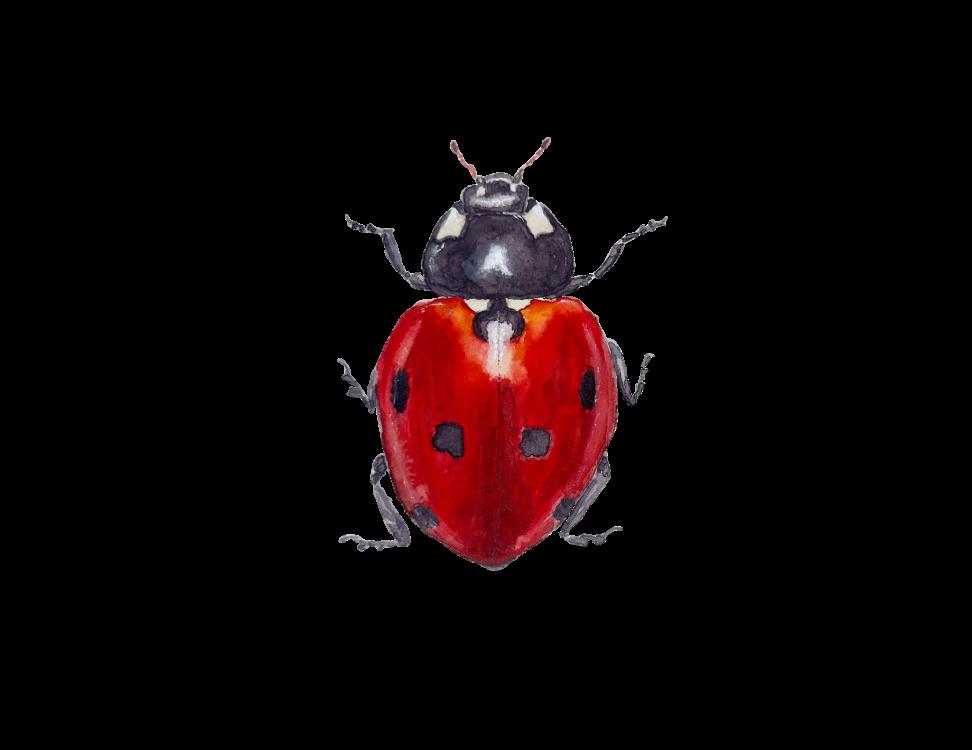 Watercolor Workshop: Painting the Ladybug with Heath Ogden