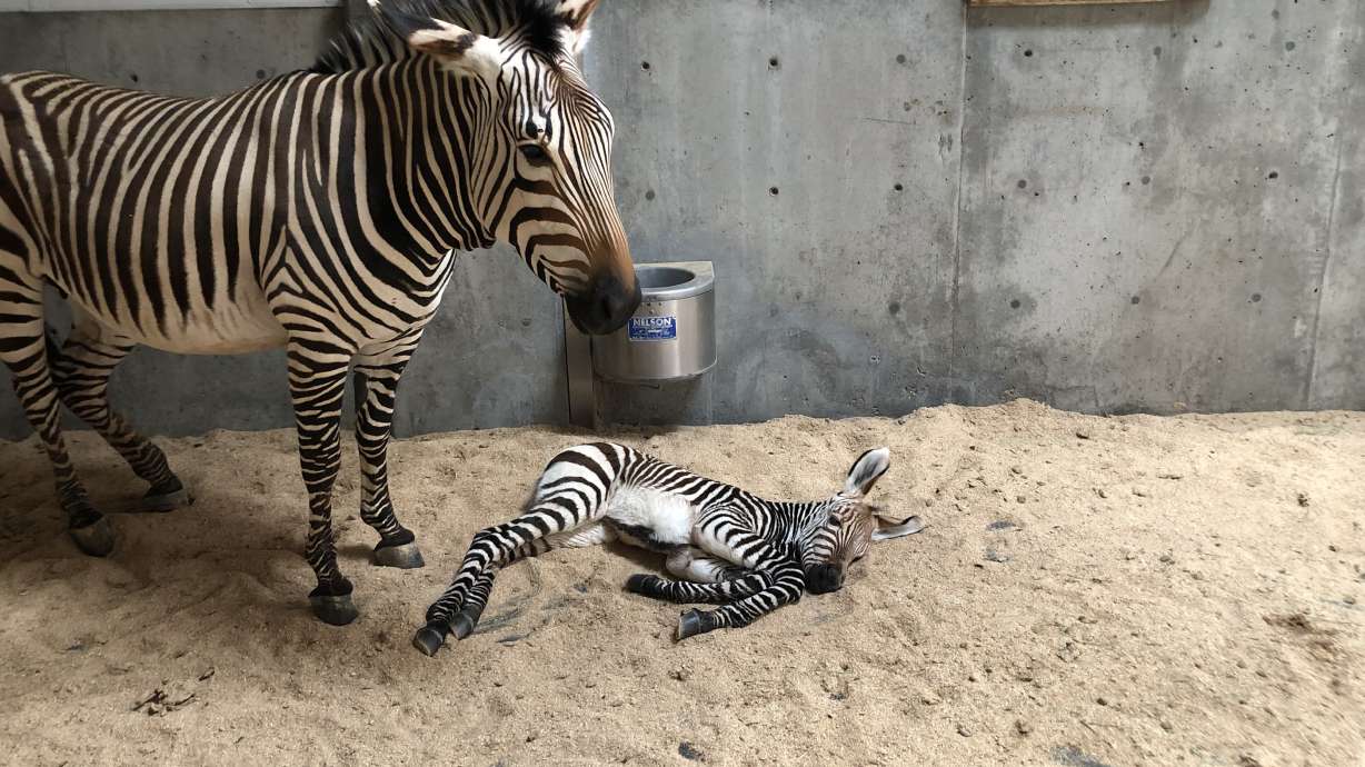 Male zebra foal born at Hogle Zoo